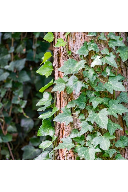 Плющ Грін Ріпл чіпляється за стовбур дерева